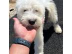 Old English Sheepdog Puppy for sale in Lancaster, CA, USA