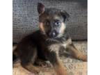 German shepherd puppies