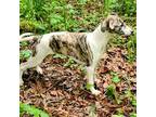 Whippet Puppy for sale in Roseburg, OR, USA