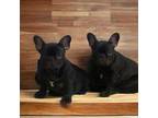 French Bulldog Puppy for sale in Colorado Springs, CO, USA