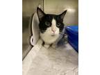 Penn Domestic Shorthair Adult Male