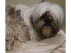 Cuddles Shih Tzu Adult Male