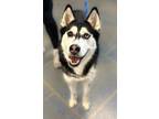 Milly Husky Adult Female