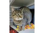 Fiery Domestic Shorthair Young Female