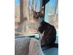 Pierre Domestic Shorthair Young Male