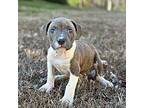 Pogo American Pit Bull Terrier Puppy Male