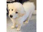 PUPPY DUTCH BOY Great Pyrenees Young Male