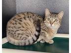 6147 (Rosie) Domestic Shorthair Young Female