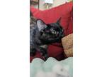 Twixie Domestic Shorthair Young Female