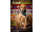 Scout Mixed Breed (Large) Adult Male