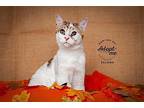 Sesame Domestic Shorthair Young Male
