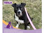 Tesla American Pit Bull Terrier Adult Female