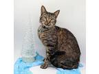 Shorty Domestic Shorthair Young Male