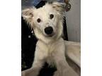 Kali Australian Shepherd Young Female