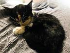 Lucy-TX Domestic Shorthair Kitten Female