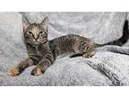 Skipper Domestic Shorthair Young Female