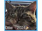 OLLIE Domestic Shorthair Young Male