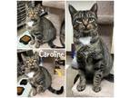 Caroline Domestic Shorthair Adult Female