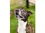 Willy 68-24 American Pit Bull Terrier Senior Male