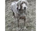 Boris Weimaraner Senior Male