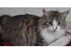 Rochelle Maine Coon Adult Female