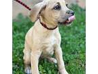Austin Beagle Puppy Male
