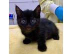 Rumor Domestic Shorthair Kitten Male