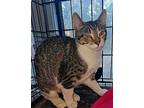 Sicily Domestic Shorthair Young Female