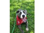 Koda American Pit Bull Terrier Adult Male