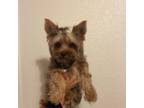 Yorkshire Terrier Puppy for sale in Orangevale, CA, USA