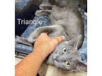 Triangle Domestic Shorthair Adult Female