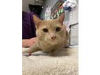 Kronk Domestic Shorthair Young Male