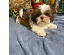 Shih Tzu Puppy for sale in Sevierville, TN, USA