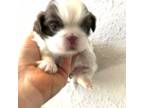 Shih Tzu Puppy for sale in Sevierville, TN, USA