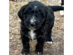 Aussiedoodle Puppy for sale in Florence, AL, USA