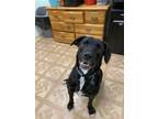 Bandit Labrador Retriever Adult Male