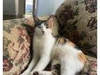 Kitty Domestic Shorthair Adult Female