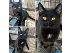 Mia Domestic Shorthair Kitten Female