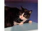 Max Domestic Shorthair Adult Male