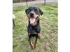Messiah Rottweiler Young Male