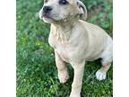 Alexis Beagle Puppy Female