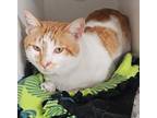 Mango Domestic Shorthair Young Male