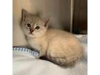 Cindy Domestic Shorthair Kitten Female
