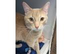 Butterscotch Pudding Domestic Shorthair Young Male