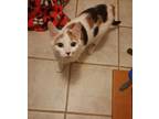 Joleen (Bonded with Judy) Domestic Shorthair Adult Female