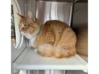 PUMPKIN Domestic Shorthair Young Male