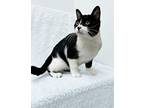 Cat Woman Domestic Shorthair Young Female