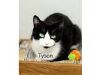 6036 (Tyson) Domestic Shorthair Young Female