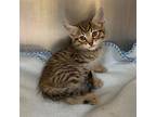 Arthur Domestic Shorthair Kitten Male