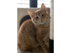Kang Geremia (now Garfield) Domestic Shorthair Adult Male